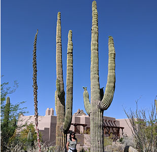 Four Seasons hotel, Scotsdale with cactuses