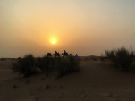 Another image of the Dubai desert camel safari sunset.