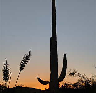 Cactus at the sunset, around Four Seasons hotel, Scotsdale