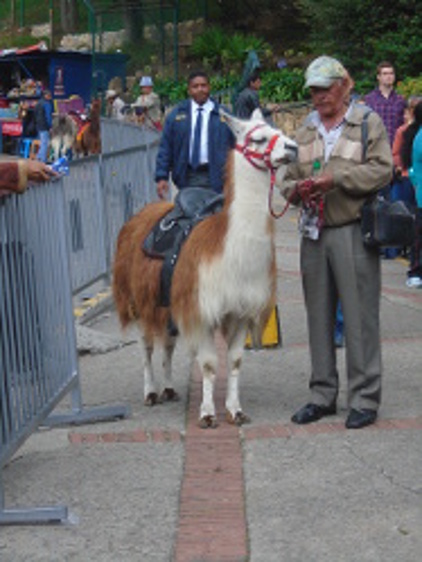 Llama - Colombian camelid