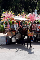 Delman is the common name for Indonesian traditional horse cart.