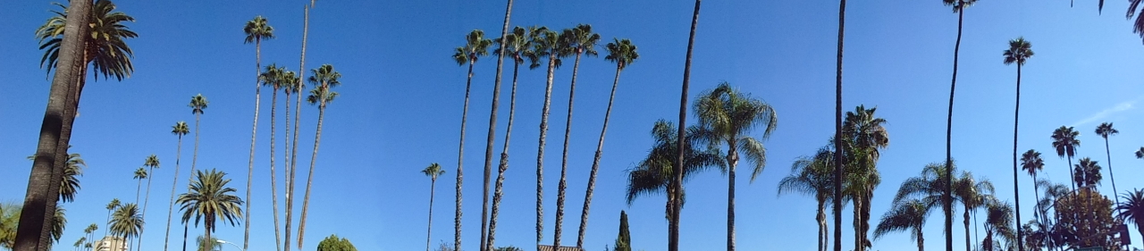LA blue sky with palms