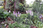 An image from South Garden with orchids. 