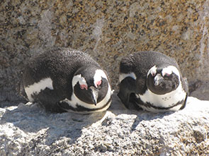 Image of pengins at the Boulders beach