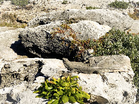 Image from Cancun from our album - iguana on the rock.