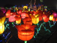 Tulips at Magical Houston lights 
