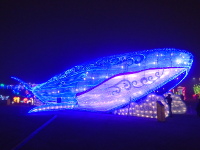 Houston lights: blue whale
