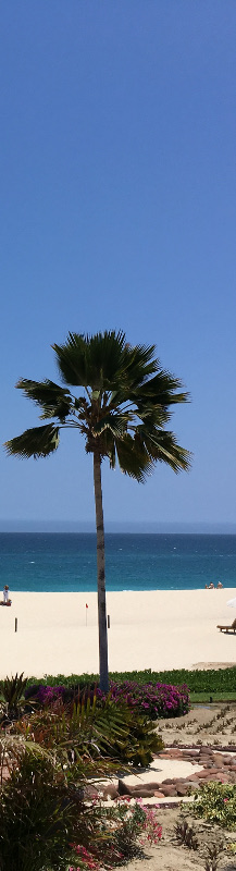 A beach with palm detail