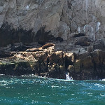 Seals laying on a rock near the Arch of Cabo San Lucas