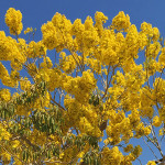 A beautiful yellow tree