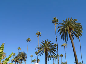 An image from Los Angeles street walk