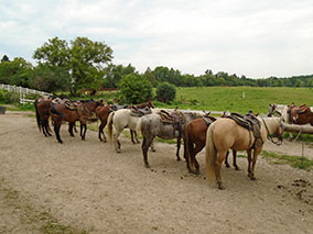 An image from horseback riding