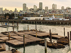 California sea lions on docs of pier 39